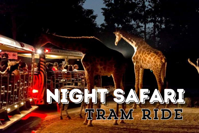 The Night Safari Tram Ride