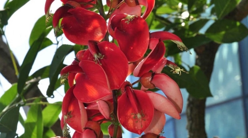 Cockspur coral tree