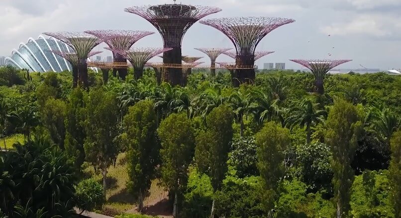 Supertree Groove photographed from drone