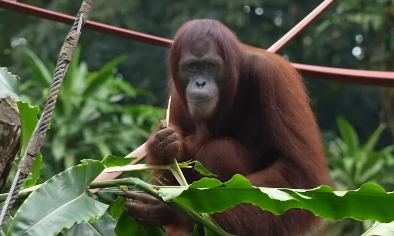 An orangutan sits among lush green leaves, grasping a bamboo stalk