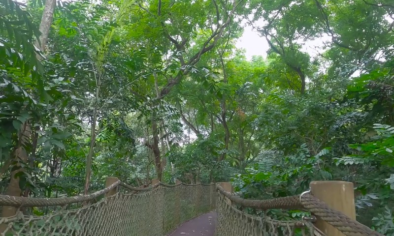 A lush, green forest canopy covers a rope bridge path, surrounded by dense foliage and towering trees